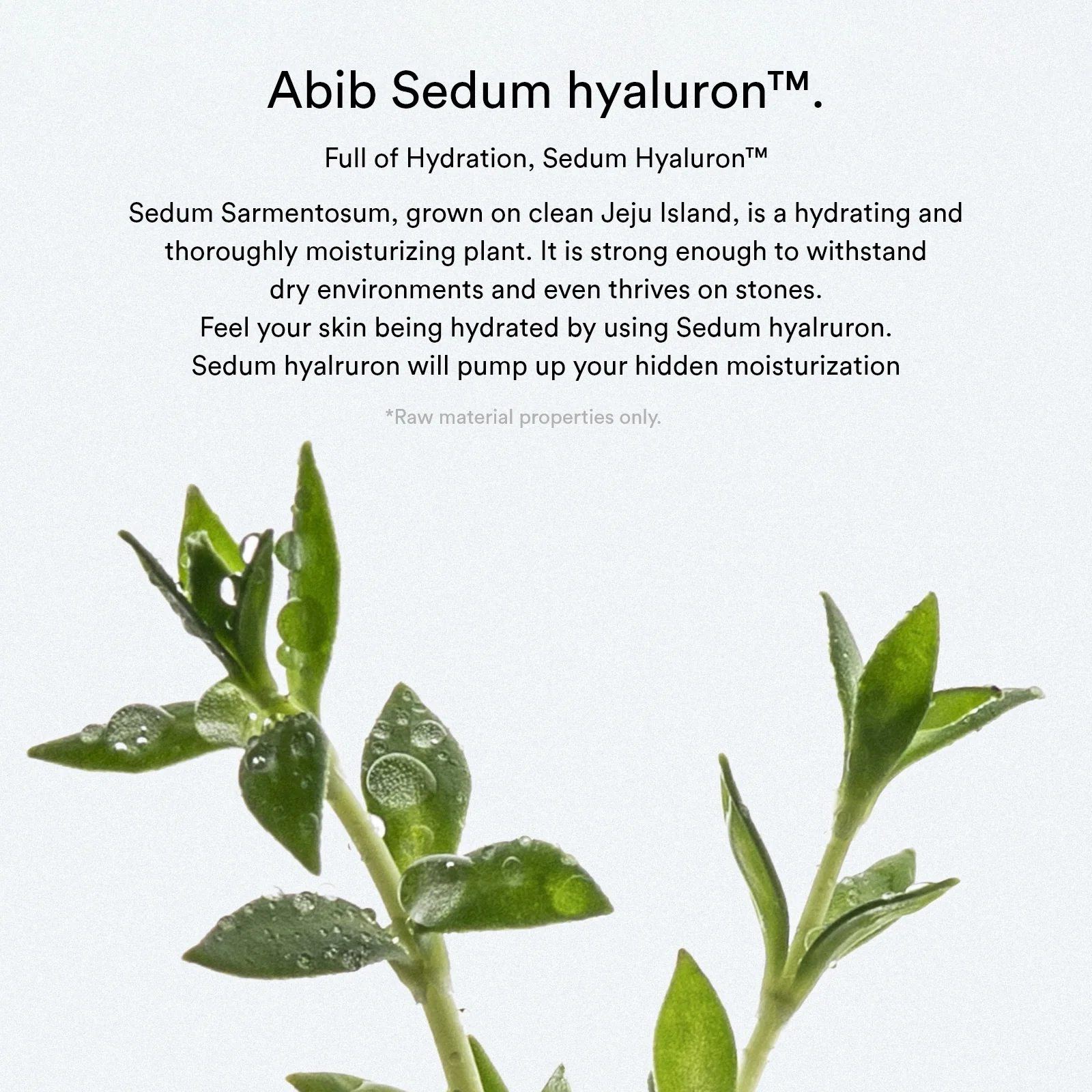 Sedum hyaluron cream Hydrating pot - Image 3